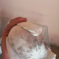 کفتر طوقی|پرنده|مبارکه, |دیوار