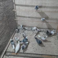 کبوتر تهرانی