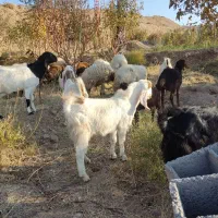 بز پاکستانی