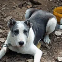 واگذاری سگ آلابای پنج ماهه ماده