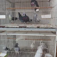 کبوتر پرشی و زینتی ولوازم|پرنده|دابودشت, |دیوار