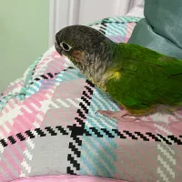 طوطی|پرنده|سنندج, |دیوار