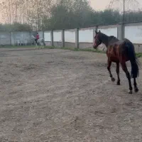 اسب نریون تروبرد ۷ ساله|اسب و تجهیزات اسب‌سواری|رشت, کوی بیانی|دیوار