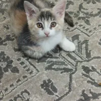 گربه تربیت شده
