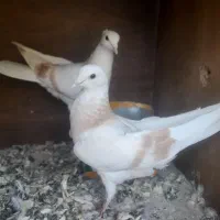 کبوتر پرشی|پرنده|بسطام, |دیوار