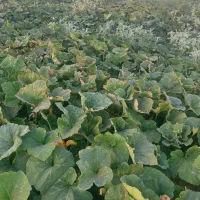 کدو حلوایی ارگانیک فوق شیرین