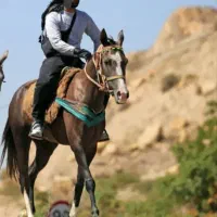 کره مادیان کورسی