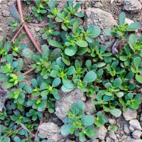 سبزی خرفه تازه