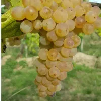 انگور درجه یک گهرو یکدست