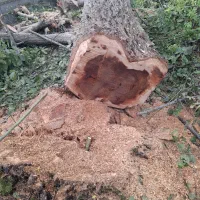 خرید و فروش درخت