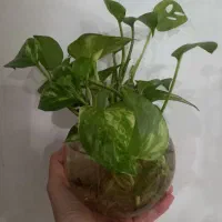 گل و گلدون + قلمه|گل و گیاه طبیعی|اهواز, بهارستان|دیوار