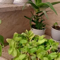 گل خانگی طبیعی|گل و گیاه طبیعی|زنجان, |دیوار