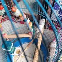 مرغ عشق و عروس هلندی