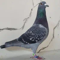 سلام