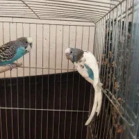 مرغ عشق|پرنده|بیجار, |دیوار