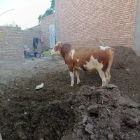2 راس گوساله نر سیمنتال تخمی درجه 1