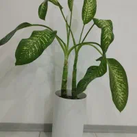 گل و گلدان دیفن باخیا