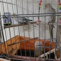 عروس هلندی|پرنده|هشتگرد, شهرک ارم غربی|دیوار