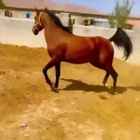 مادیون کرد خالص|اسب و تجهیزات اسب‌سواری|اصفهان, سرشبادران|دیوار
