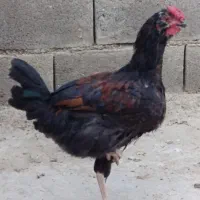 خروس گلین سالم جوان