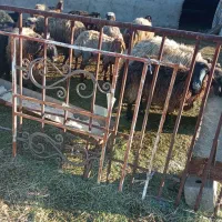 شیشک اول زا|حیوانات مزرعه|سبزوار, قصبه شرقی|دیوار