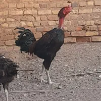 تخم مرغ نطفه دار|حیوانات مزرعه|رفسنجان, |دیوار