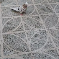 کفترسرورماده پرشی|پرنده|قرچک, شهرک طلائیه|دیوار