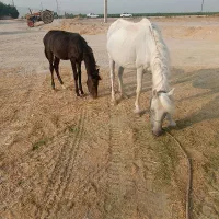 اسب مادیون  با کره