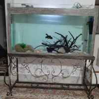 آکواریوم|ماهی|بوئین زهرا, |دیوار