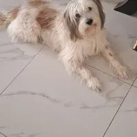 واگذاری سگ شیتزو تریر