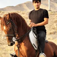 اسب نریان کرد|اسب و تجهیزات اسب‌سواری|تبریز, |دیوار