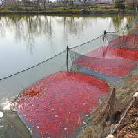 ماهی قرمز عمده خرده عید کوی رنگی رسمی