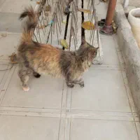 یک گربه پرشین زیبا و آرام|گربه|مشهد, کوثر|دیوار