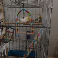 عروس هلندی دستی|پرنده|قرچک, مهدیه|دیوار