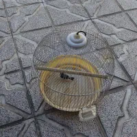یک عدد پرنده فینچ نر