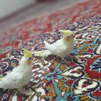 دو عدد عروس هلندی