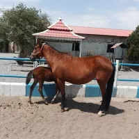 اسب آروم با کره ماده قیمت مناسب