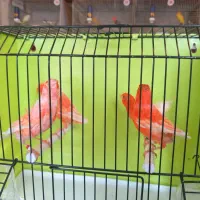 قناری قرمزماده آماده.