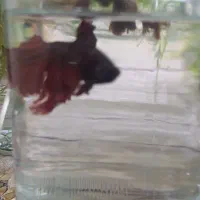 ماهی تنگی|ماهی|خاش, |دیوار