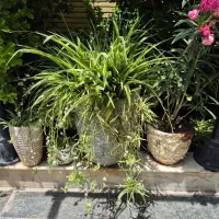 گلدان و گل گندمی