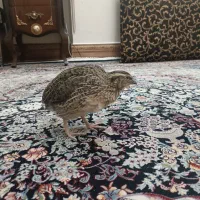 بلدرچین