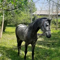 فردش یک نریان ومادیان با کره