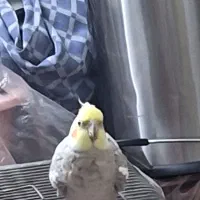 به یک دوست دختر نیاز مندم