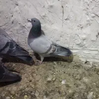 انواع پلاکی|پرنده|یاسوج, |دیوار