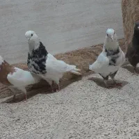 کبوتر۴تا نر. وماده   رنگی.|پرنده|اهواز, کوی مندلی(سه راه خرمشهر)|دیوار