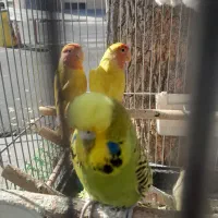 مرغ عشق انگلیسی ماده آماده مست سالم بالغ|پرنده|تهران, خانی آباد نو شمالی|دیوار