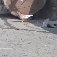 کله زرد عتیقه چش نوف سفید کرفتنی|پرنده|حمیدیه, |دیوار