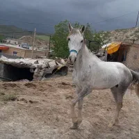اسب|اسب و تجهیزات اسب‌سواری|درگز, |دیوار