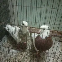 کبوتر طوقی