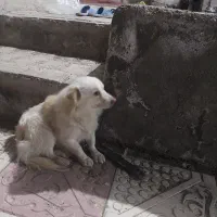 سگ پاکوتا|سگ|خواجه, |دیوار